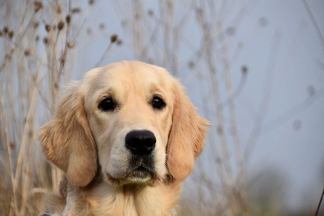 The Perfect Golden Retriever puppies of Playful Energy 3 golden retriever 7045589 640