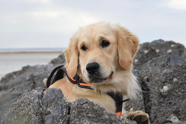 golden retriever 7575400 640