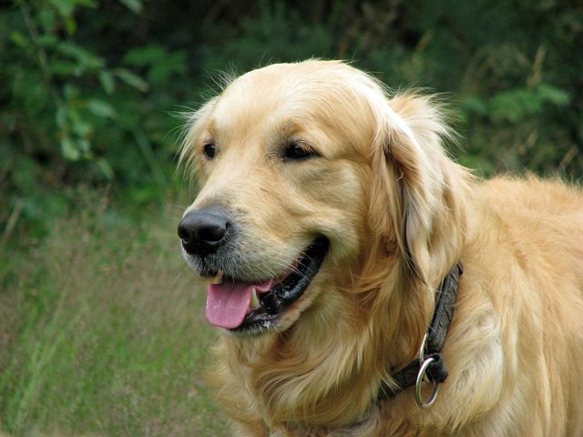 The Perfect Golden Retriever puppies of Playful Energy 2 golden retriever 76184 640