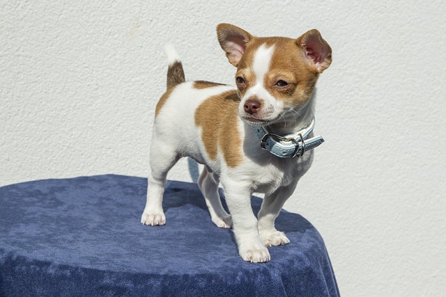 A Complete Guide to Health in Chihuahuas and Dog Breeds 3 puppy 1047454 640