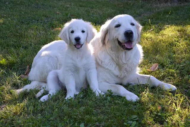 Keep Your Golden Retriever Puppies Free from Boredom 5 Golden Retriever puppies are known for their playful nature and need plenty of mental and physical stimulation·
