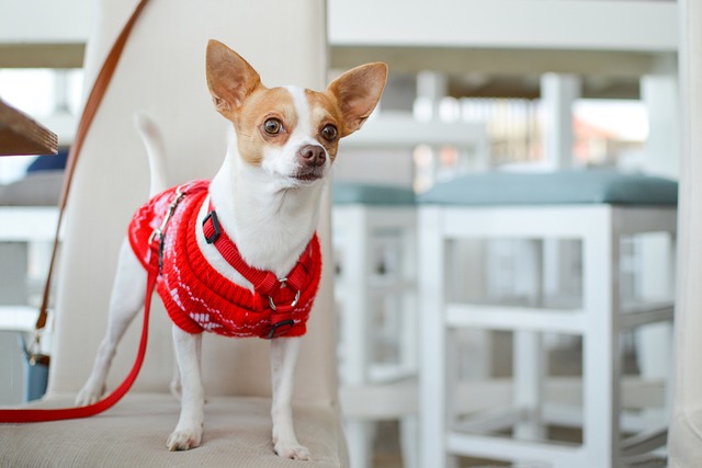 Chihuahuas are one of the most popular dog breeds 4 dog 4238480 640