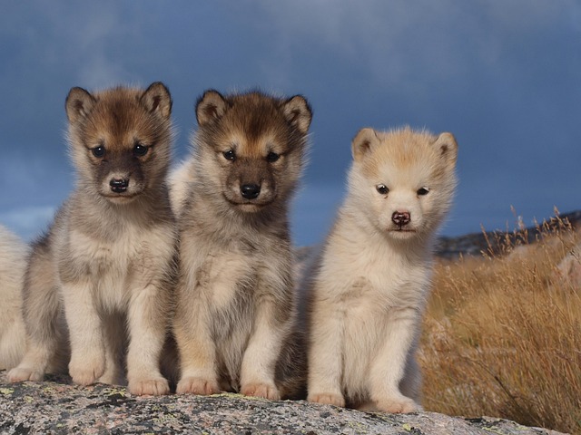 Effective Training for One of the Small Dog Breeds 4 dogs 1646185 640