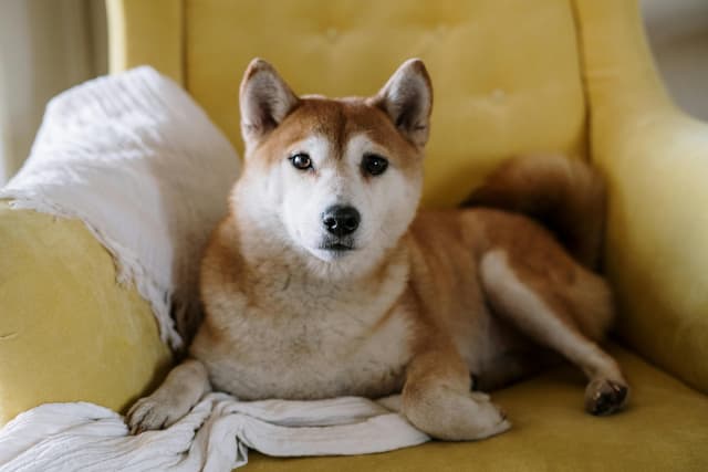 Ranking of the most beautiful dog breeds of 2025 4 pexels cottonbro 4056472 1