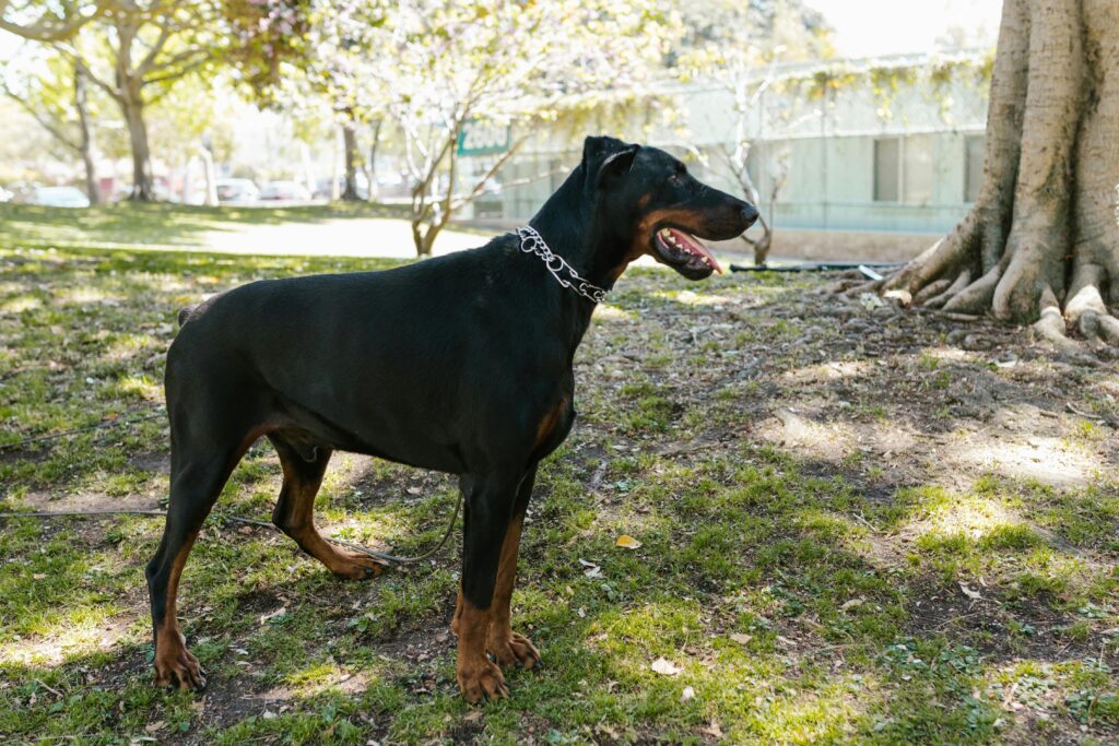 Ranking of the most beautiful dog breeds of 2025 11 pexels rdne 7516156 1