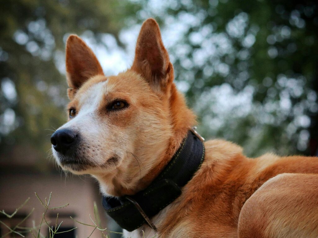 Ranking of the most beautiful dog breeds of 2025 12 pexels sudhirsangwan 29373072 1
