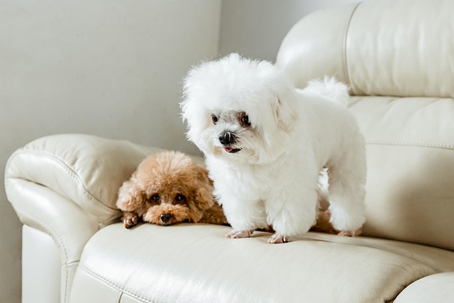 Unveiling the Charm of Little White Dog Breeds 6 Why Little White Dog Breeds Are the Perfect Companions: Traits, Care Tips, and Popular Choices