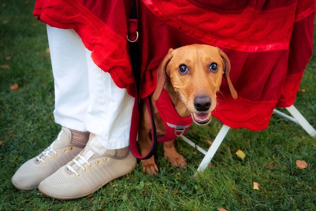 Selecting Your Perfect Pet: Dog Breeds That Handle Solitude Well 7 Discovering the Best Canine Companion: Dog Breeds That Can Be Left Alone