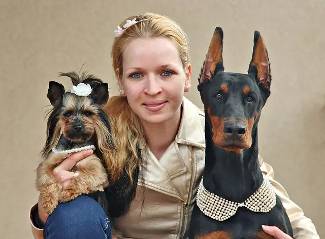 Discover how to protect your dog during winter with healthy dog treats made from chicken, beef, or fish. Get tips on boosting immunity and preventing seasonal illnesses.
