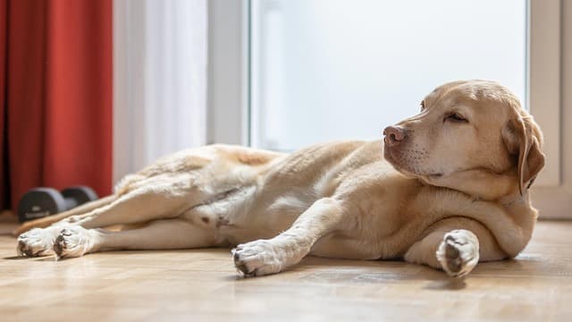 Having issues with a Labrador Retriever that guards food or other resources? This article provides you with valuable information, strategies, and training tips on how you can deal with resource guarding issues in Labradors. 
