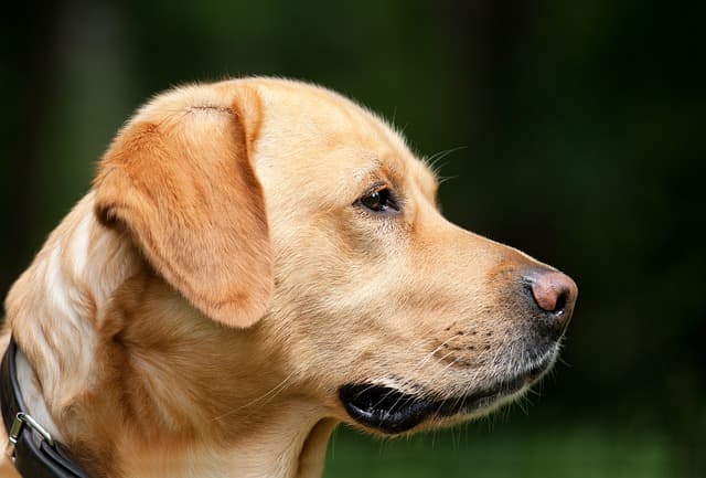 Stop your Labrador from food aggression with safe and effective training solutions.