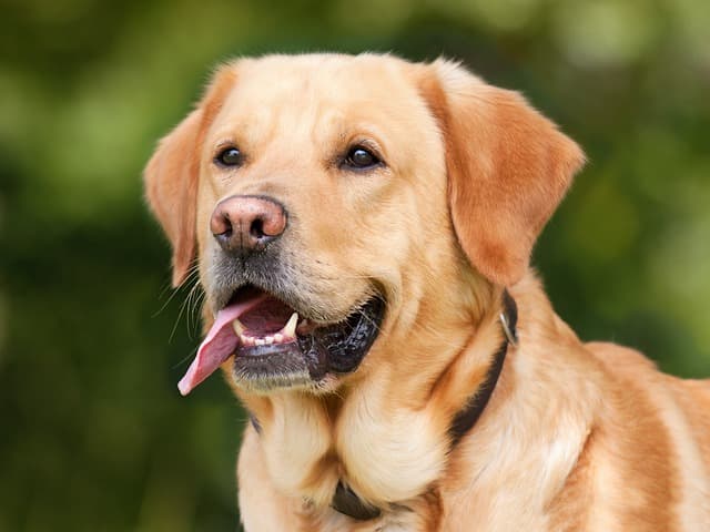 Discover how you can fix Labrador food aggression with easy training solutions.