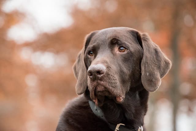 Silver Labradors, suitable family companions