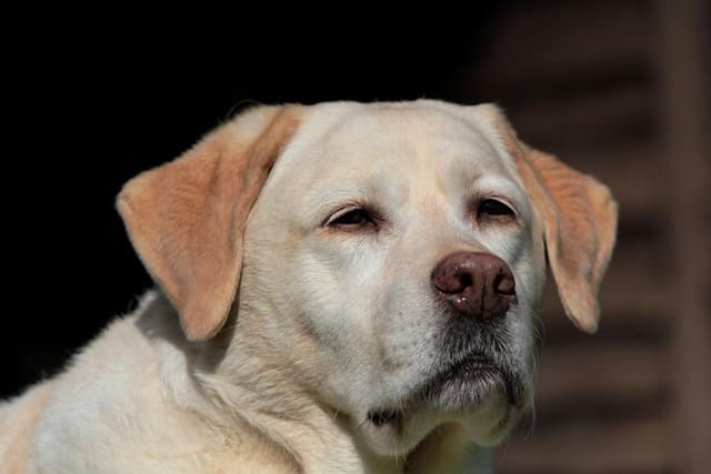 Find out what really causes Labrador food aggression and resource guarding, and learn expert tips, training, and solutions to ensure your Labrador is comfortable and relaxed when it comes to food.
