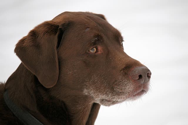 A Comprehensive Look at Labrador Shades: Confirming the Authenticity of Silver Labs