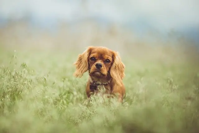 Cavalier owners often find that their dog breeds adapt well to apartment living