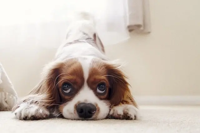 King Charles I had a profound love for these dog breeds