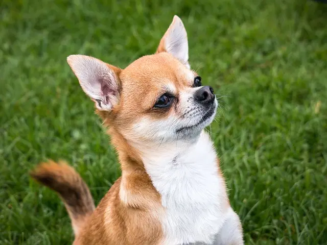 Chihuahuas as a Spirited Dog Breeds