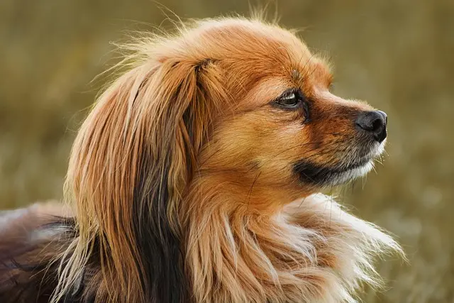 This highlights an important aspect of dog breeds