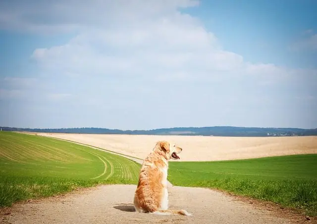 pet owners can ensure that their cute dogs remain in the best possible health·
