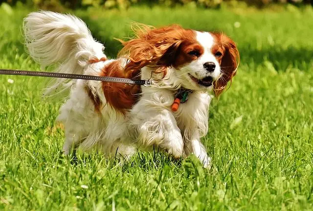 A consistent grooming routine also allows you to monitor your dog breeds skin and coat health