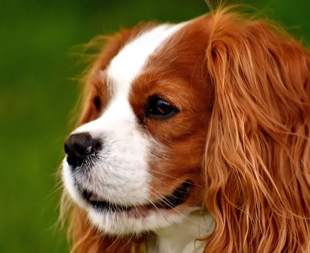 His emotional reinforcement strengthens the bond between you and your dog breeds