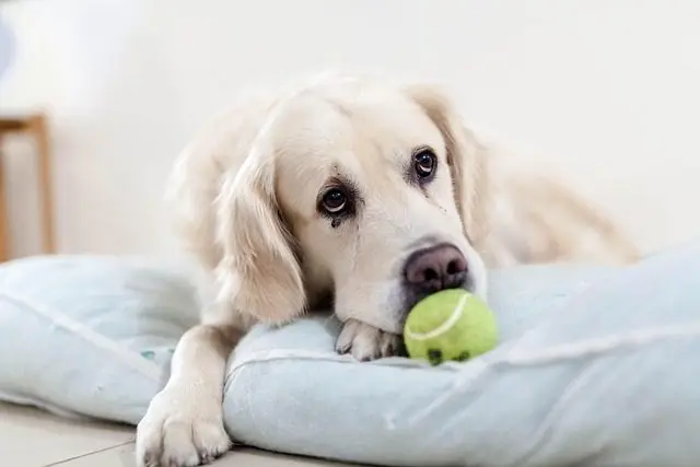 Discover how dog drawing with this comprehensive step-by-step guide. Whether you're a beginner or an experienced artist, learn techniques.