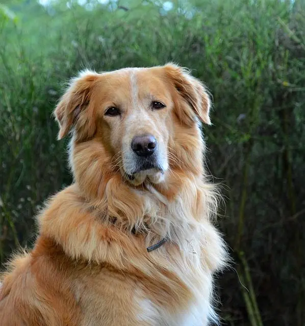 As your golden retriever puppies matures