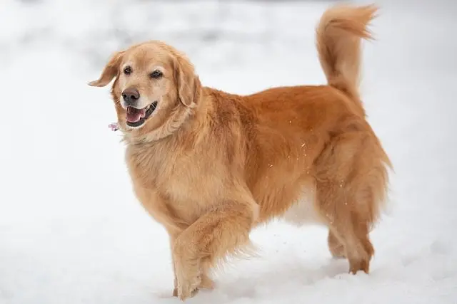 Numerous success stories highlight the impact of golden retriever puppies as service dogs