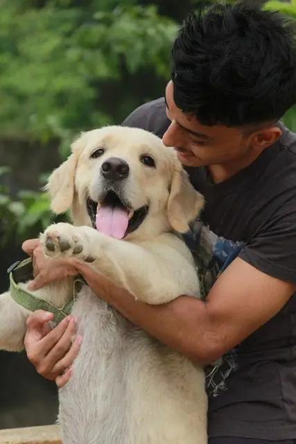 This emotional support enhances the bond between dog breeds and family