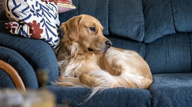 The Ultimate Cute Dogs for Loyalty and Love