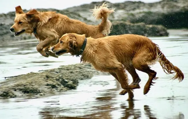 Famous dog breeds in Movies