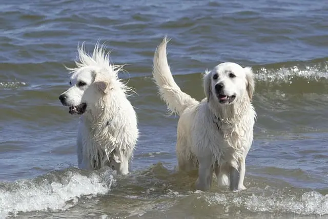 Top-Tier Retriever Education: A Gentle Route to an Exceptional Partner