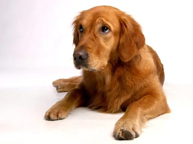 While adopting a Golden Retriever puppies has many benefits