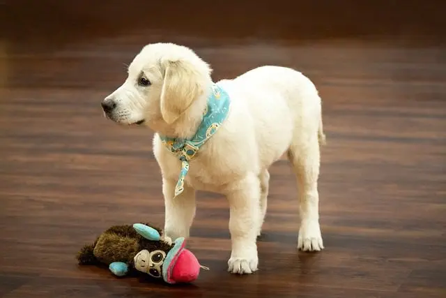 Golden Retriever puppies require mental stimulation to thrive