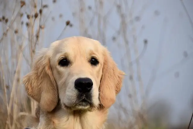 From viral social media stars to loyal family members, Golden Retriever puppies bring joy, love, and connection. Explore their impact, costs.