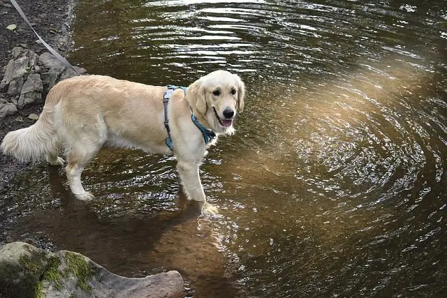 Exploring Affectionate Dog Breeds: Characteristics That Make Them Ideal Pets