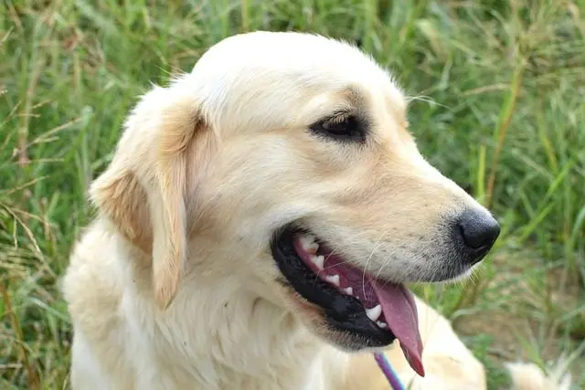Golden Retriever dog breeds can help establish boundaries