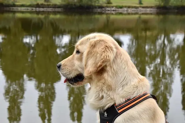 Starting with the fundamentals and progressing to fetching objects in aquatic environments, learn how to nurture your Retriever’s inherent gifts through reliance and an optimistic outlook.