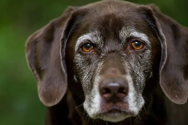 Silver Labradors: Understanding Their Coat Colors, Genetic Basis, Health Status, and Essential Owner Information