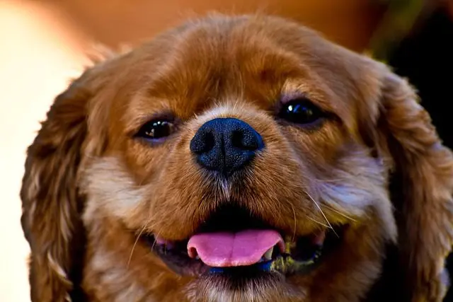 Research has shown that spending time with dog breeds can have a positive impact on mental health· The companionship of a Cavalier