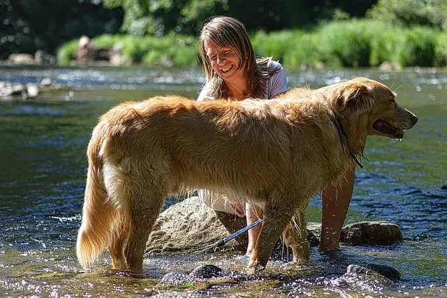 Explore the proven effectiveness of positive reinforcement for Retrievers. A transparent, up-to-date resource covering everything from fundamental competence to advanced field tasks.