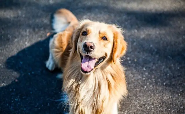 Secure flawless retrieves entirely free from coercion. This contemporary manual illustrates methods for forging a happy, eager collaboration with your canine.