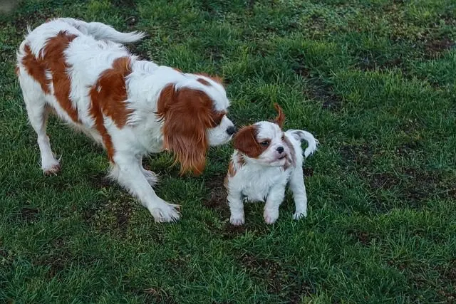 Research has shown that spending time with dog breeds can have a positive impact on mental health· The companionship of a Cavalier