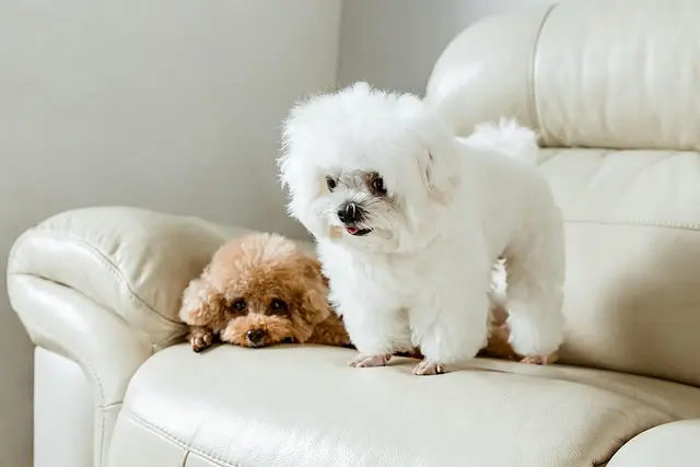 Why Little White Dog Breeds Are the Perfect Companions: Traits, Care Tips, and Popular Choices