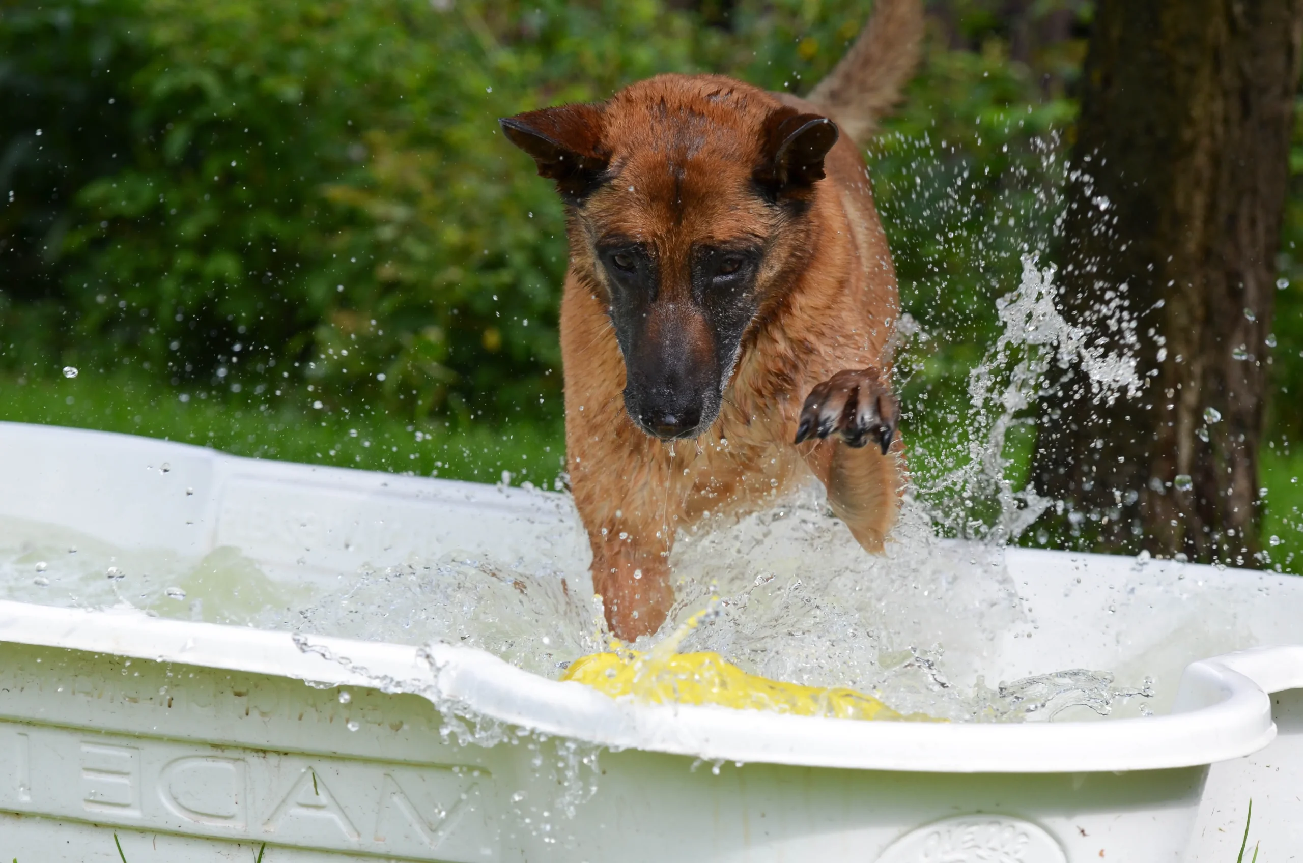 Discover the best dog toys for chewers, puppies, seniors, and every breed in between. Plus safety tips and what vets actually recommend.
