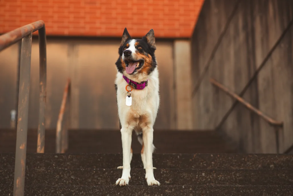 Whether you live in a city apartment or a countryside home, the right dog breed is out there. Discover which breeds suit families, seniors, active owners, and first-time pet parents.
