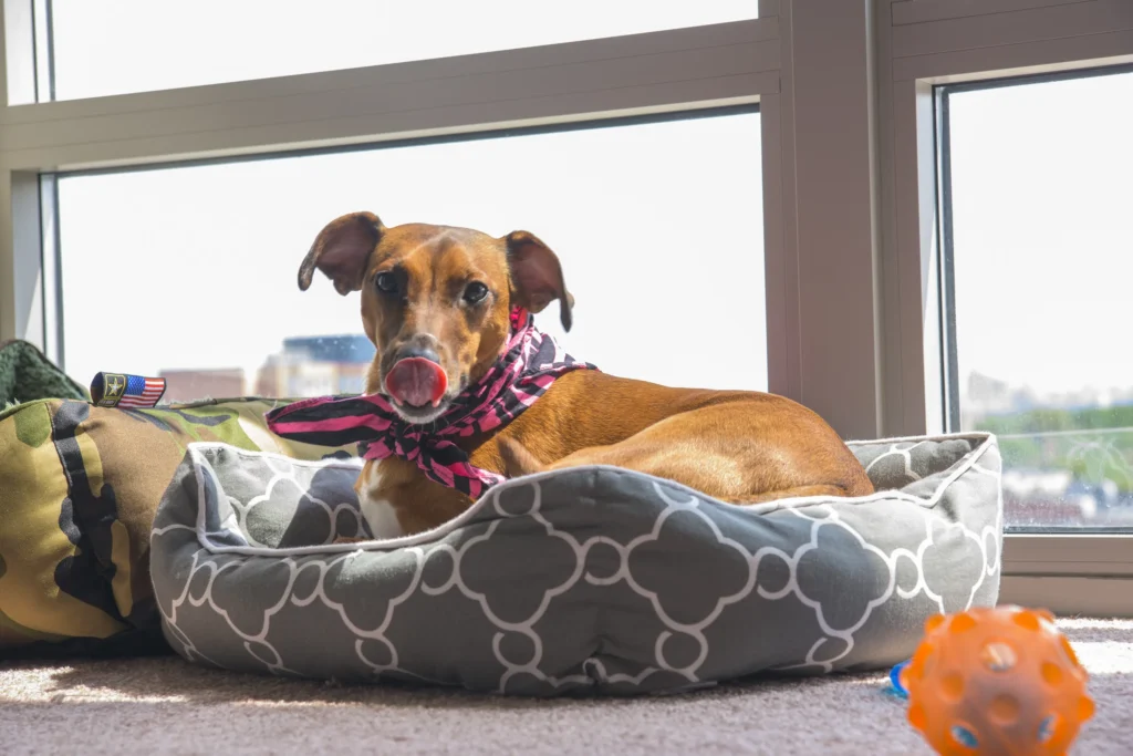 Tired of toys that fall apart in minutes? Find the best dog toys built to last — with tips on materials, safety, and what aggressive chewers really need.
