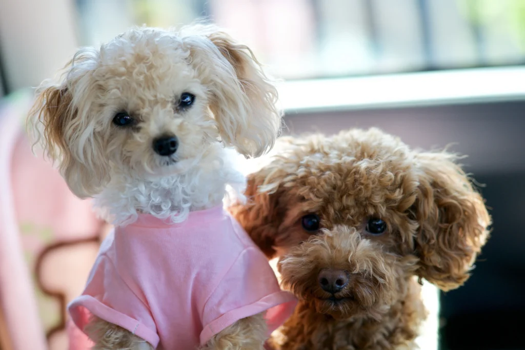 From French Bulldogs to Golden Retrievers, discover which dog breeds are trending in 2026 — and how to pick one that genuinely fits your life.
