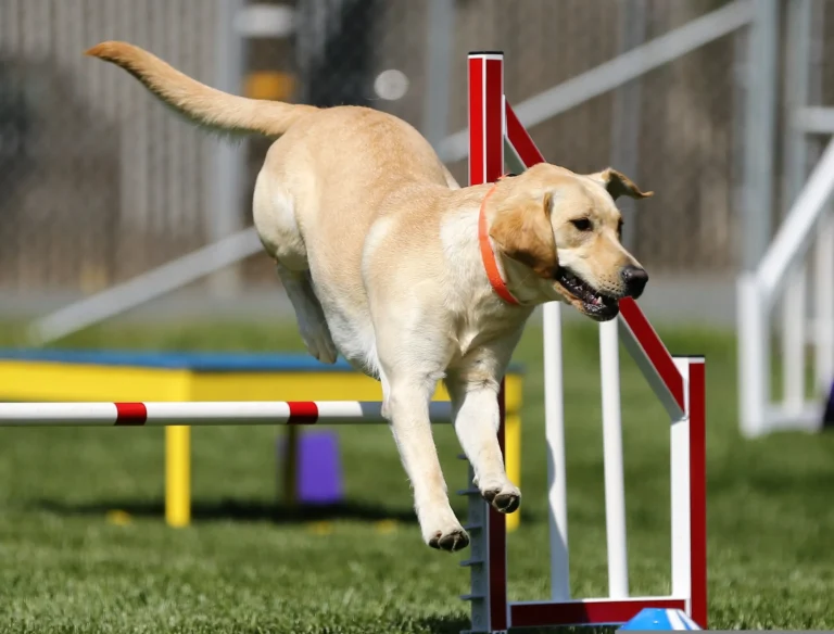 Explore the most popular dog breeds of 2026, from family favorites to city-friendly companions. Learn how to choose the right breed for your lifestyle, budget, and home.